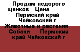 Продам недорого щенков › Цена ­ 6 000 - Пермский край, Чайковский г. Животные и растения » Собаки   . Пермский край,Чайковский г.